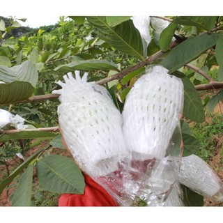2,5 kg Túi xốp bọc ổi đầy đủ 3 chi tiết gồm Xốp + nilong+ chun.