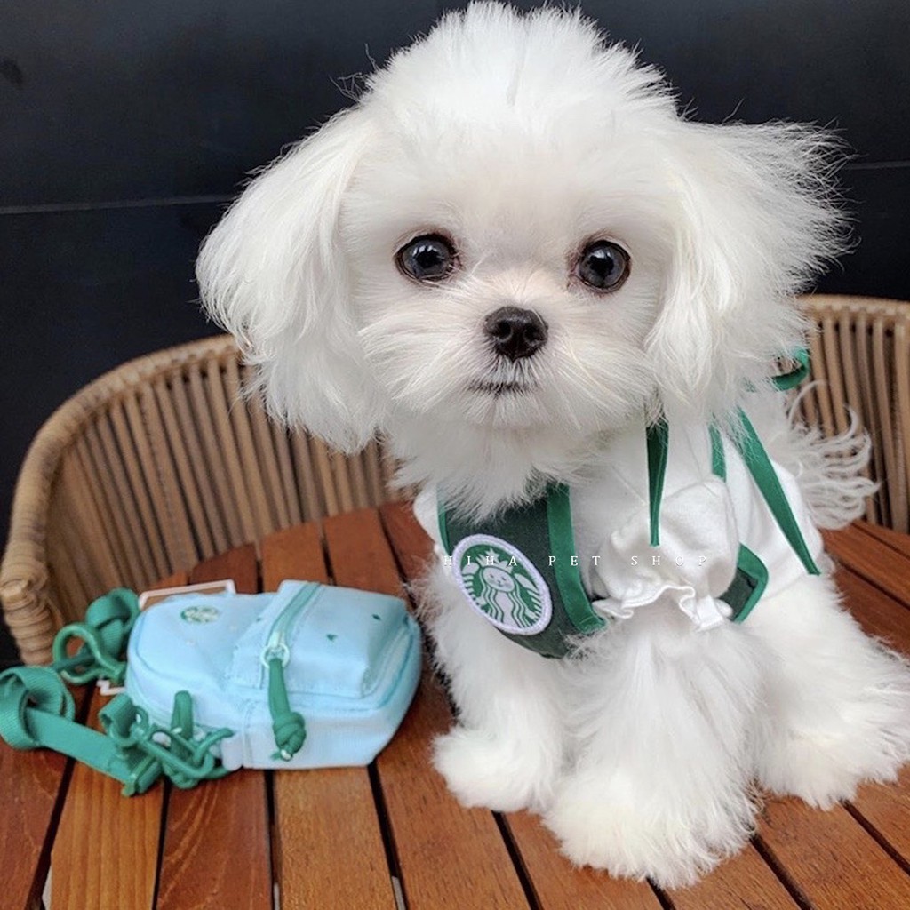 Yếm Starbucks Hàn Quốc Dễ Thương Quần Áo Cho Chó Đeo Bụng Tạp Dề Khăn Mũ Sinh Nhật Mèo.