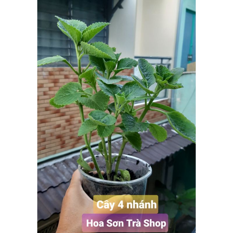 (Q.8 - GIAO 1-3H) Cây TẦN DÀY LÁ/HÚNG CHANH, rễ nhiều, 15-20cm.