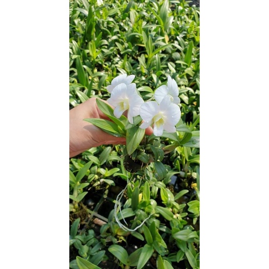 Lan Denro mini cây giống nhiều màu