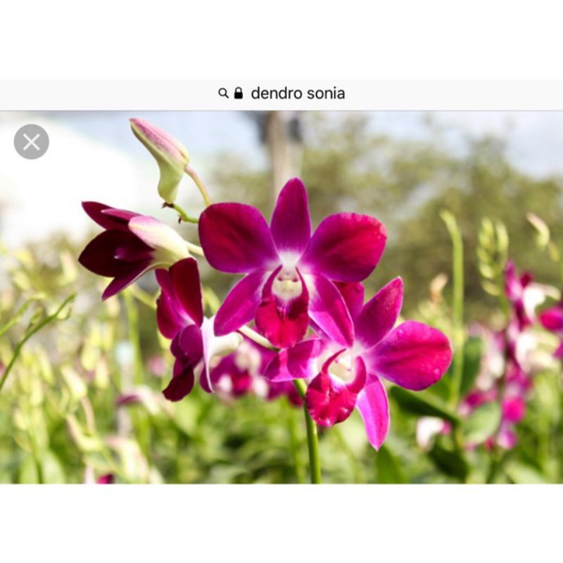 Lan Dendro Sonia hoa nở tết