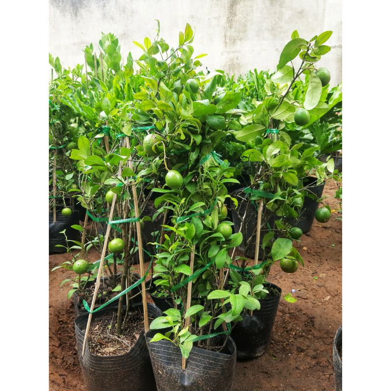 Cây chanh ta (đã có trái)gửi cây y hình số 2