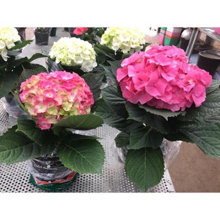 Hạt giống Hoa Cẩm Tú Cầu Mix .