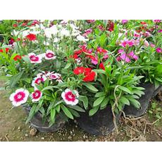 Mua Hoa cẩm chướng (păng-xê) mix màu trang trí sân vườn ban công đẹp