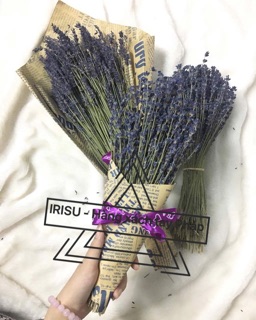Hoa Oải Hương Lavende - Pháp