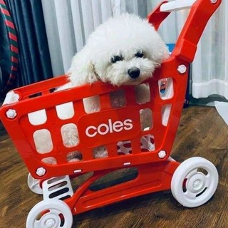 🛒XE ĐẨY siêu thị kiêm luôn xe đẩy tập đi cho bé COLES
