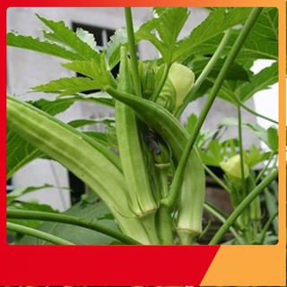 Hạt Giống Đậu Bắp Cao Sản