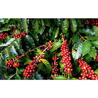 Cây Cà Phê ARABICA (Chuẩn Giống)