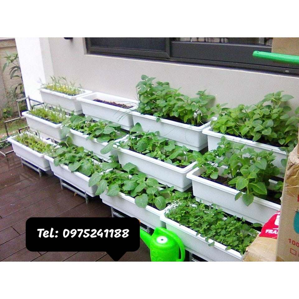 Combo Kệ trồng rau 3 tầng bậc thang + chậu, bộ chậu kệ trồng rau ban công