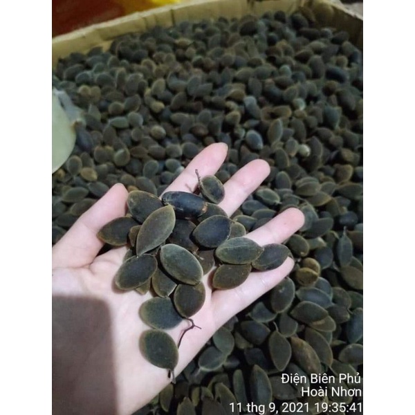 Say Nhung Rừng  quả to bột nhiều, ít hư
