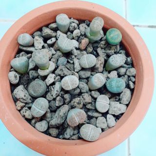 Thạch lan lithops- chậu gốm 15 cây size 0.8-1cm