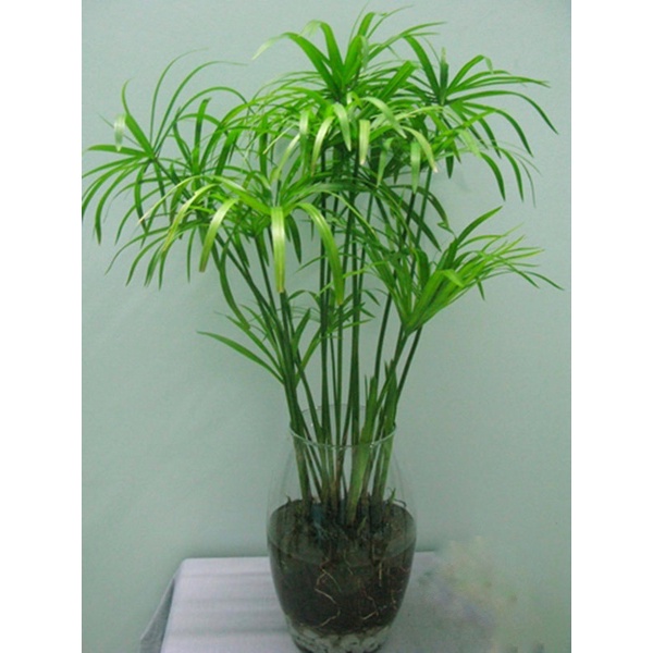 Cây thuỷ trúc dễ trồng🍀🌱 trồng thuỷ sinh được🍀🌱