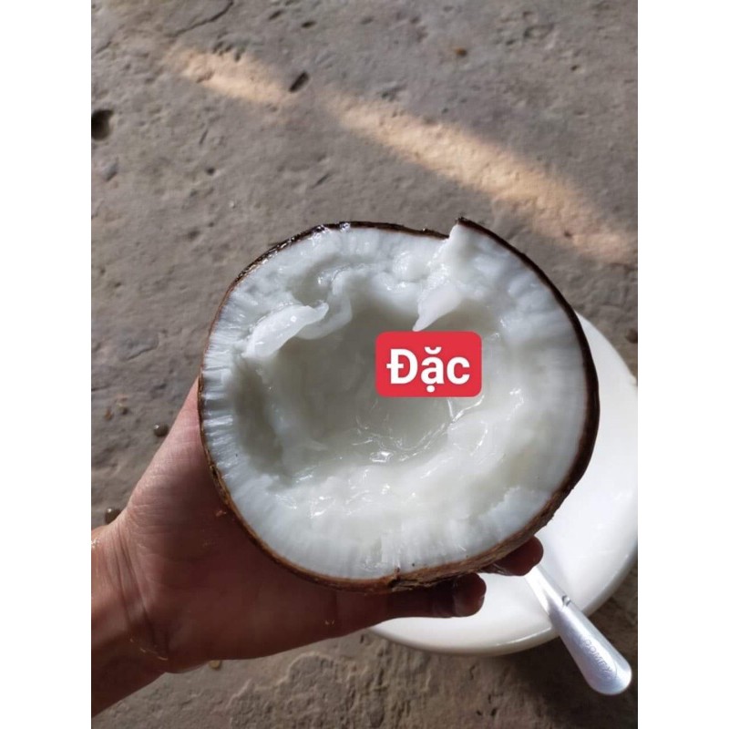 Dừa sáp Trà Vinh loại đặc bi 500g-700g