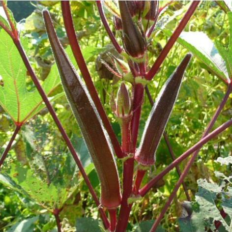 Hạt giống đậu bắp đỏ Burgundy hà lan 20 hạt