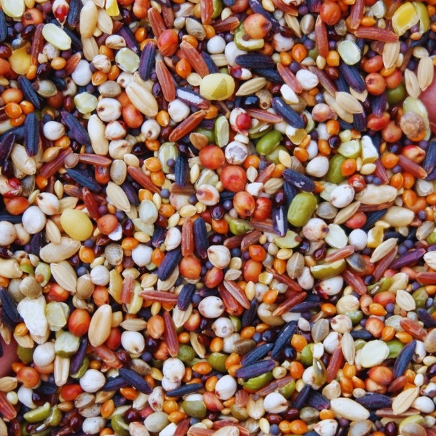 Thức Ăn Chim Cu Gáy Ngũ Cốc 20 Loại Hạt