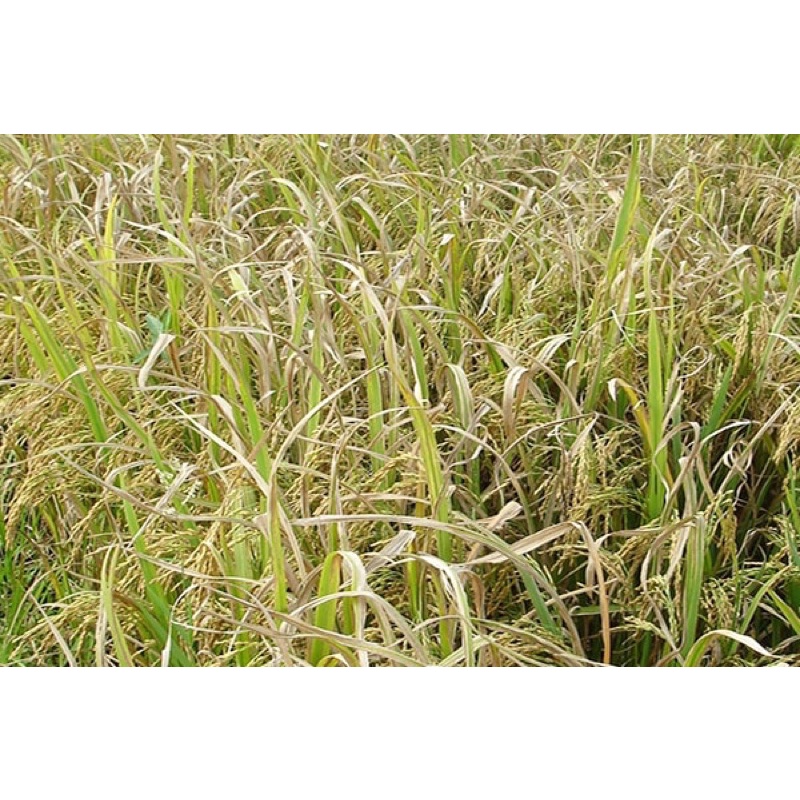 Không còn "lo" đạo ôn - cháy bìa lá-lem lép hạt - Cặp đôi siêu đạo ôn, hết vi khuẩn 2 trong 1