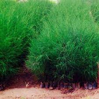 COM BO 2 CÂY GIỐNG PHI LAO