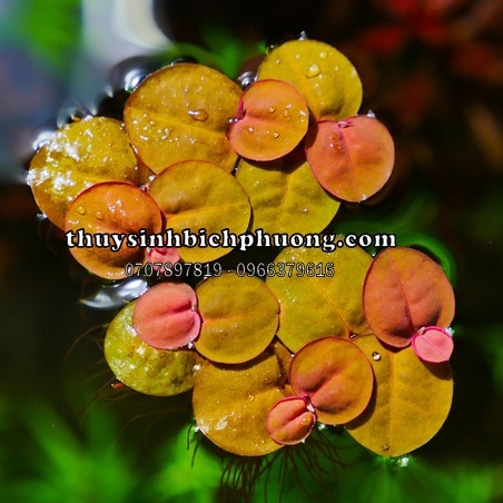 5 NHÁNH BÈO RỄ ĐỎ / DIỆP HẠ CHÂU - HÚT DINH DƯỠNG DƯ - KHỬ ĐỘC HỒ CÁ THUỶ SINH