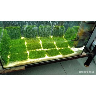 Rêu minitaiwan - 100 gam  ( y như ảnh chụp)