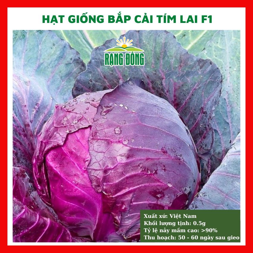 Hạt giống bắp cải tím lai F1 - rau củ quả chịu nhiệt 4 mùa trồng chậu ban công ngon nảy mầm cao 0.5gr RADO 501