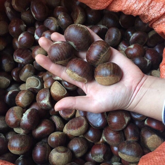 5kg hạt dẻ sapa