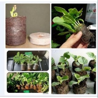 Viên nén nảy mầm