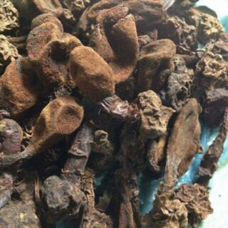 Nấm ngọc cẩu