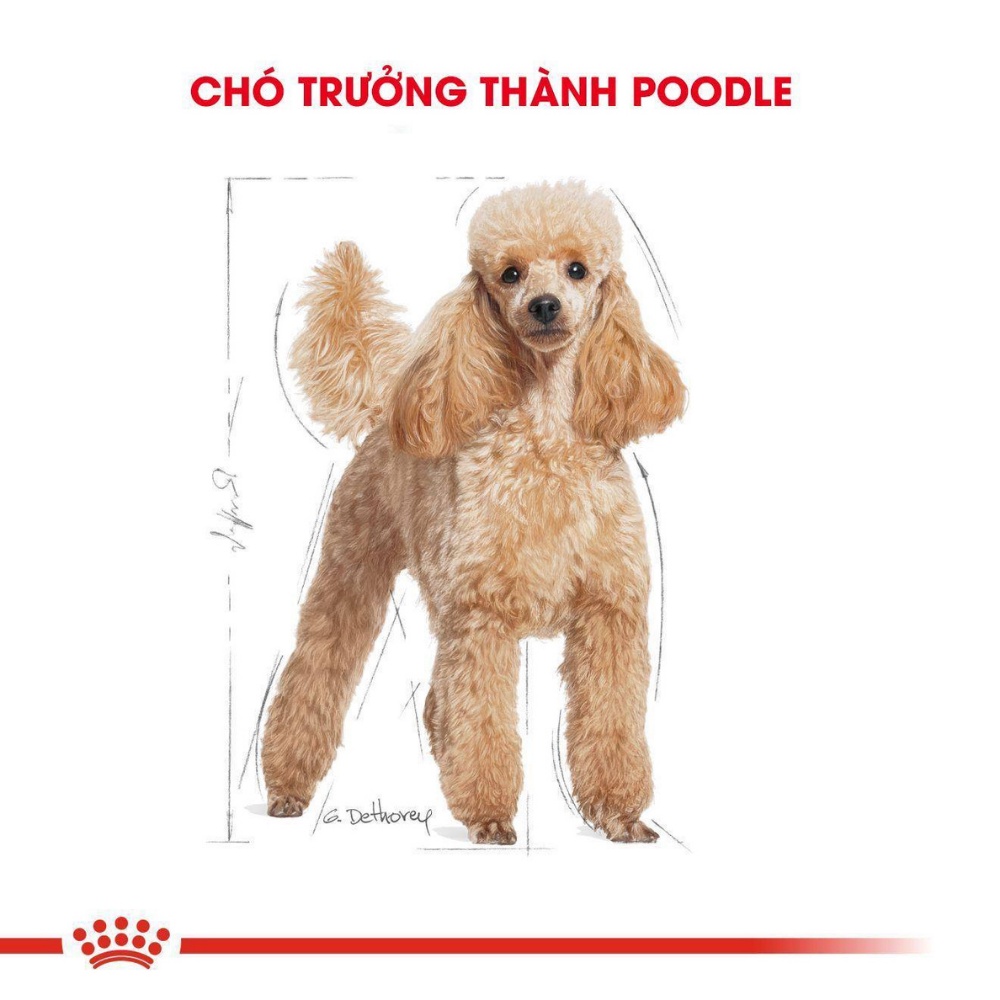 Thức ăn hạt Royal Canin Poodle Adult, túi 500g