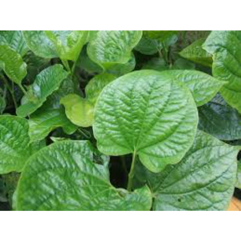 cây giống lá lốt
