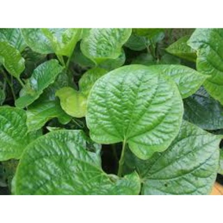 Cây giống lá lốt