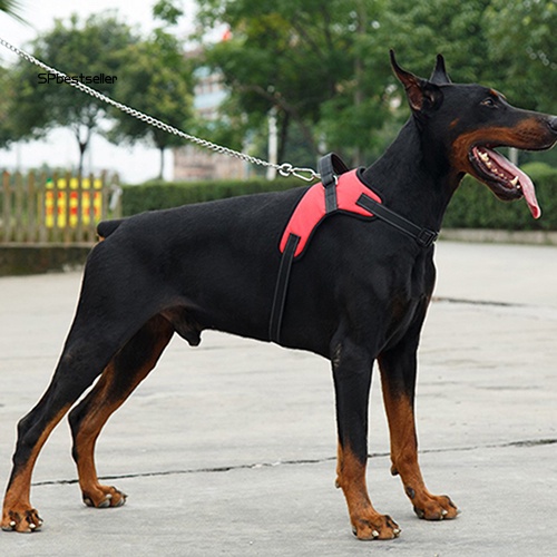Dây Đai Mềm Cỡ Lớn Có Thể Điều Chỉnh Để Dắt Chó Đi Dạo Tiện Dụng