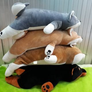 Chó shiba miniso size 70 - 75cm