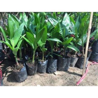 Cây giống cau tứ quý cho quả quanh năm