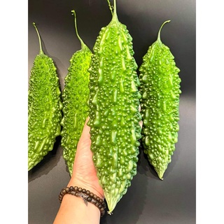 Mướp đắng xanh gai đài loan