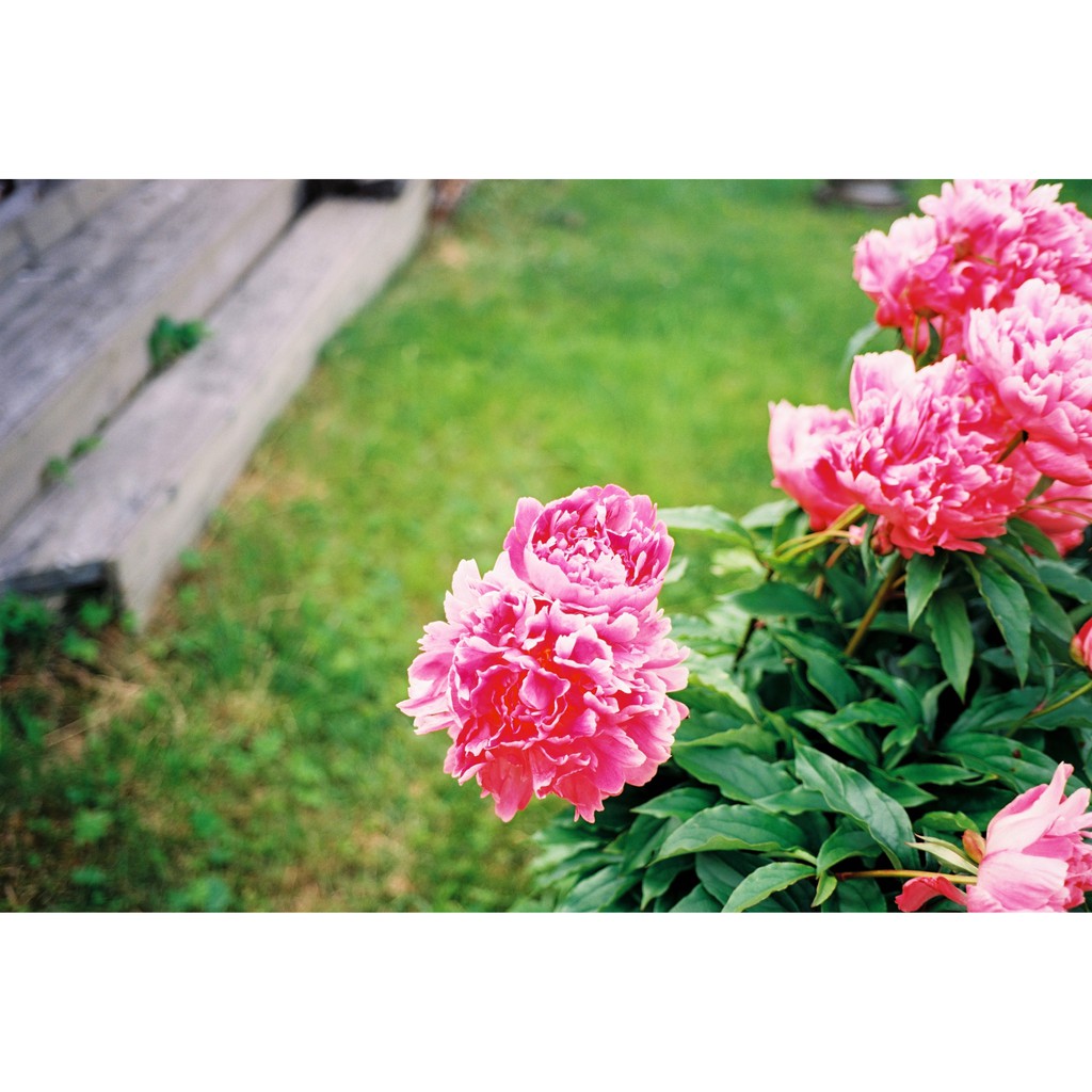 Film màu Kodak Ektar 100, 135-36pics