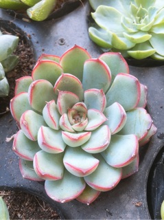 sen đá ếch lửa đỏ