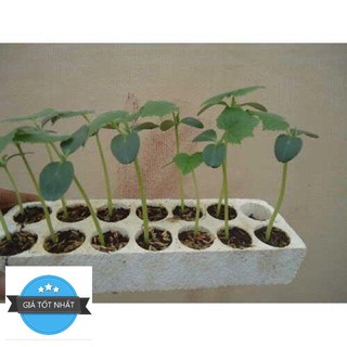 Hạt Giống Dưa Lưới Xanh - 10 hạt