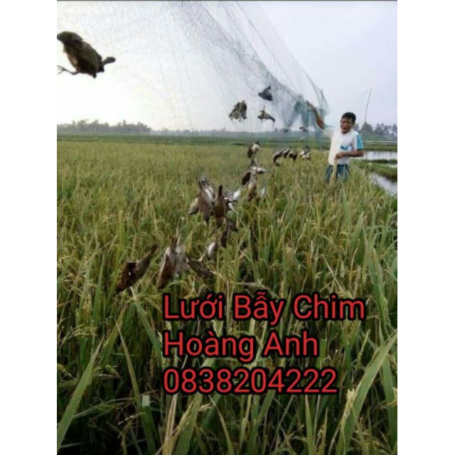 Lưới bẫy chim chào mào, sẻ, mi, choètàng hình chất lượng 6868