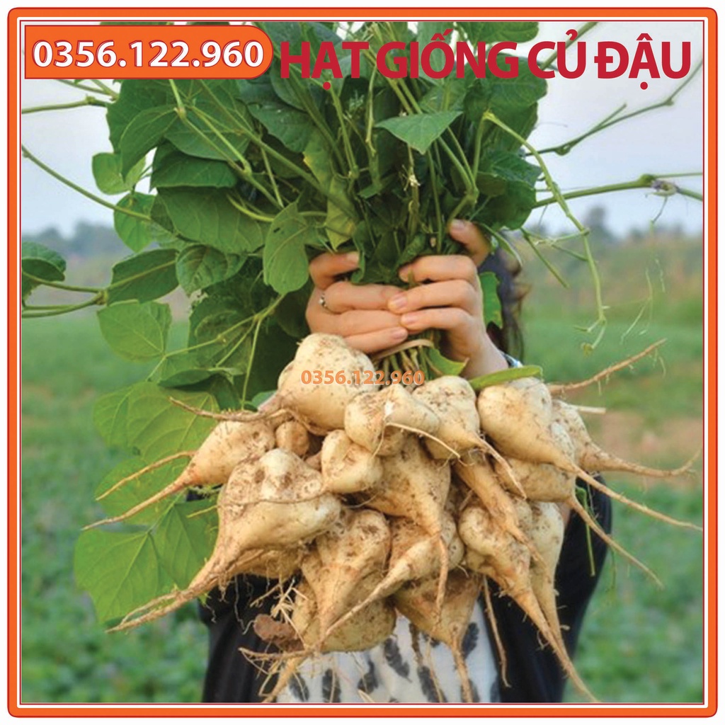 Hạt giống củ đậu cao sản - gói 500g - Hạt củ đậu, củ sắn chất lượng F1