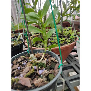 Phi điệp 5ct phú thọ hàng  kie năm 2