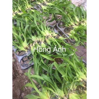Lan Vũ nữ giống mới (hoa to, cành hoa dài) ◠‿◠