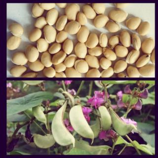 10 Hạt giống đậu ván xanh