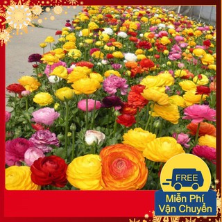 Hạt Giống Hoa Hồng Ri Ba Tư