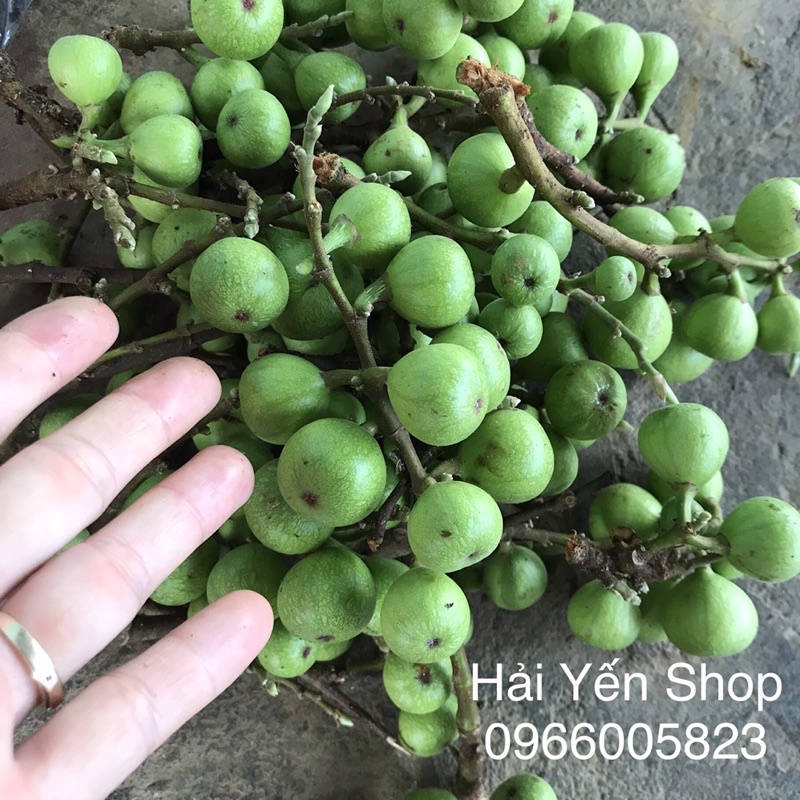 1kg Quả Sung cơm ăn cực ngon không chát