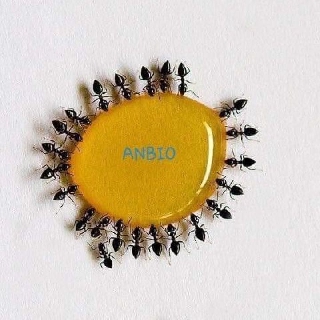 thuốc diệt kiến gián anbio 2 lọ