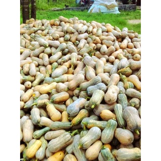 1Kg Bí đỏ hồ lô/Bí tròn xẻ miếng rời - GIAO HỎA TỐC