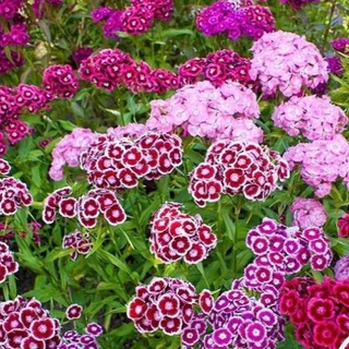 Hạt giống hoa cúc indo 100 hạt