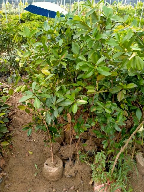CÂY CHERY BRAZIN CAO 1M SẮP CHO QUẢ