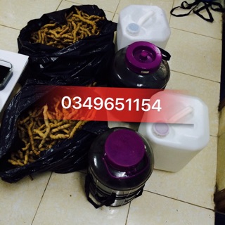 Củ Ba kích tím Quảng Ninh