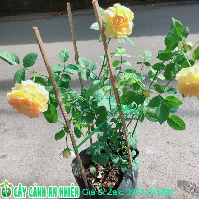 Hoa Hồng Bụi